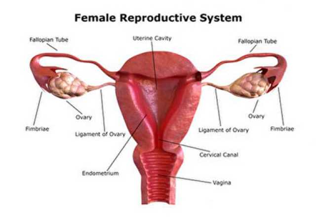 دستگاه تناسلی زنان عکس بیتوته