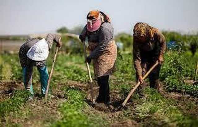 فعالیت 129 تعاونی روستایی در آذربایجان غربی