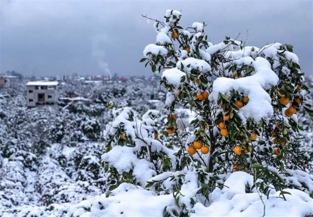 سرمای شدید در کردستان