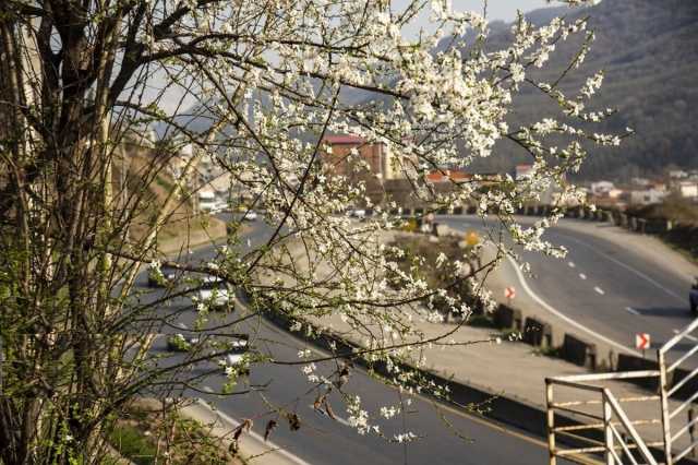 رقص شکوفه‌ها در بهار مازندران