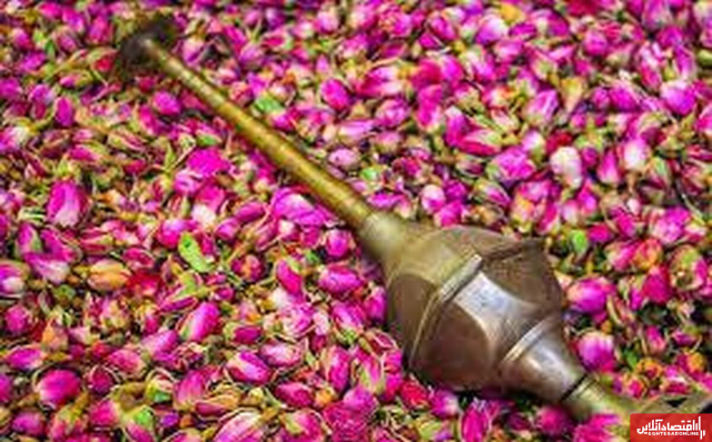 اردیبهشت بهاری و تلالو میراث ناملموس اصفهان در چشم گردشگران/ آغاز بر داشت گل محمدی از باغستانها