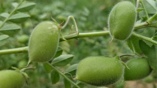 شناسایی ژنهای بیماریزا در نخود؛ گام جدید برای تولید ارقام مقاوم