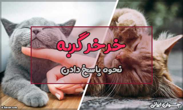 چرا گربه خرخر میکنه؟ رمز و راز رفتار گربه‌ها را کشف کنید