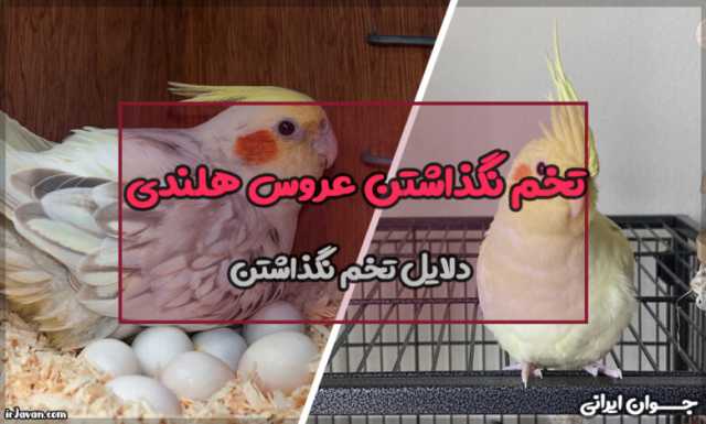 چرا عروس هلندی تخم نمی‌گذارد؟ بررسی دلایل و راهکارها