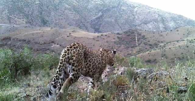 ورود چوپان خلخالی به خانه پلنگ حادثه‌ساز شد