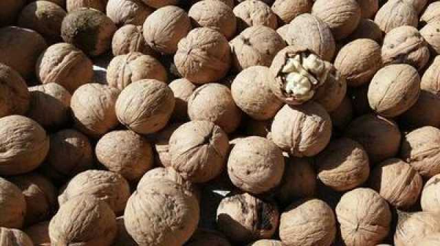 قاچاقچی گردو در اهواز محکوم شد