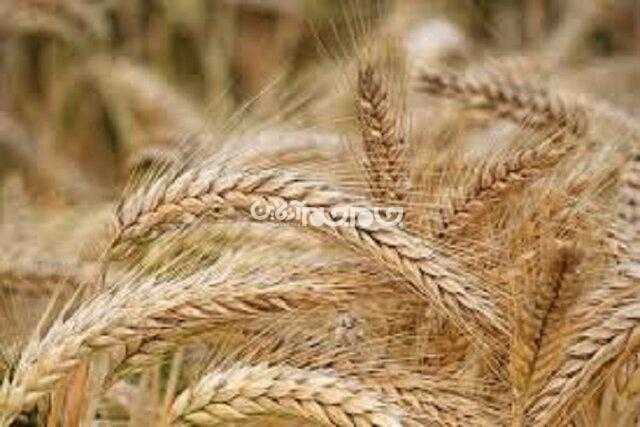 پیش‌بینی خرید 48800 تن گندم در خراسان شمالی طی امسال