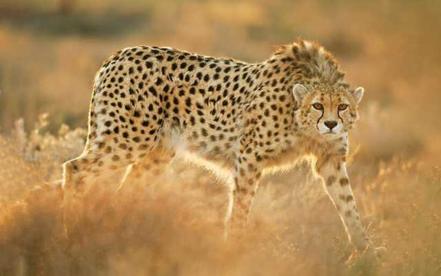 (ویدئو) لحظه تلخ مشاهده پلنگ زخمی مازندران توسط چند گردشگر