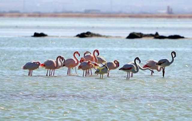 خبر یزد
