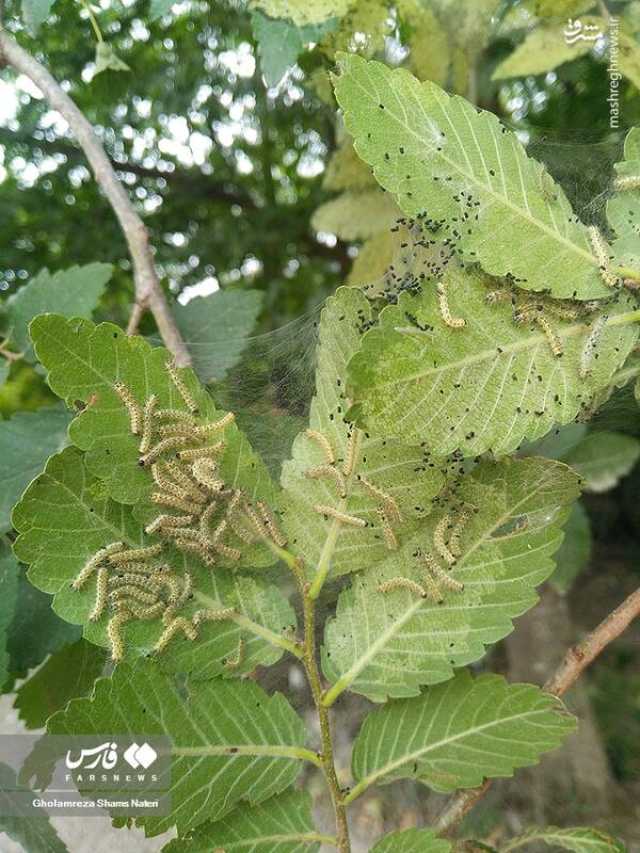 نسیم گیلان