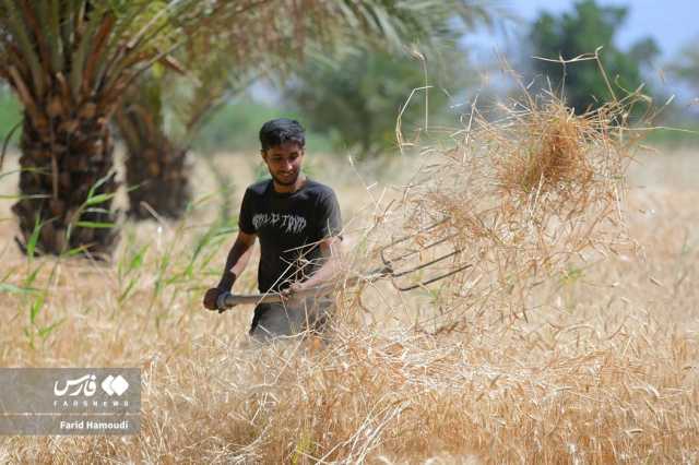 خرمشهر در فصل برداشت گندم+عکس