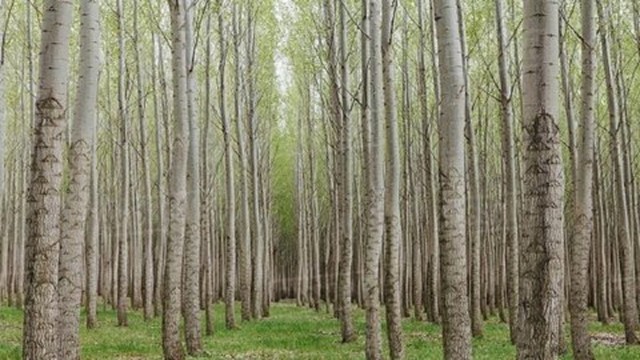 طرح زراعت چوب در آذربایجان غربی اجرا می‌شود