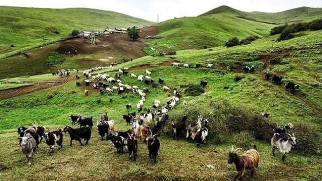 آغاز کوچ بهاره عشایر از فردا در گیلان