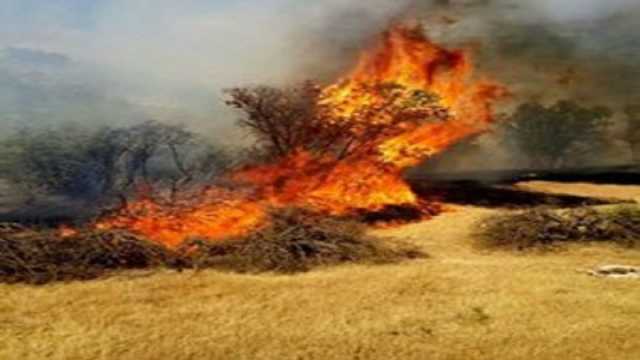 خسارت 21 میلیارد تومانی آتش سوزی به ١٨٨ هکتار از اراضی کشاورزی و مراتع لرستان