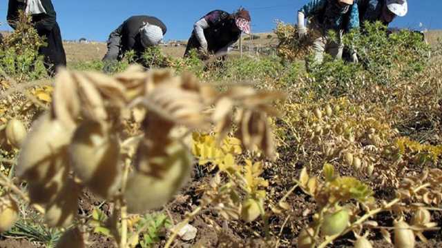 برداشت بیش از ۳۴ هزار تن نخود از مزارع کرمانشاه