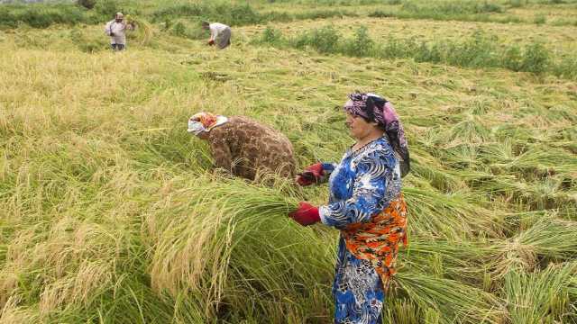 به ثمر رسیدن خوشه‌های برنج گیلان با مدیریت صحیح آب کشاورزی