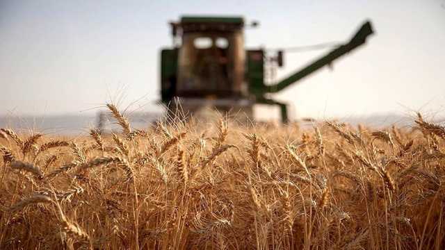 خریداری بیش از 460 هزار تن گندم از کشاورزان لرستانی