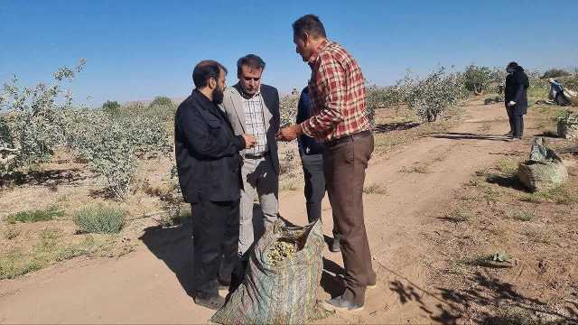 آغاز برداشت پسته سبز از باغات زرند