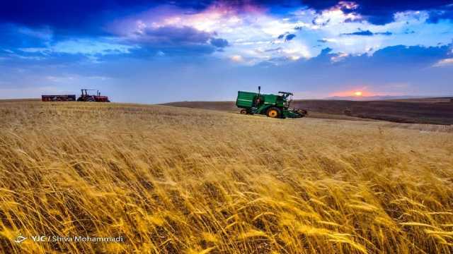 گندمکاران کردستانی ، بی رغبت از به بار نشستن خوشه‌های طلایی / مطالبات چه زمانی پرداخت می‌شود؟