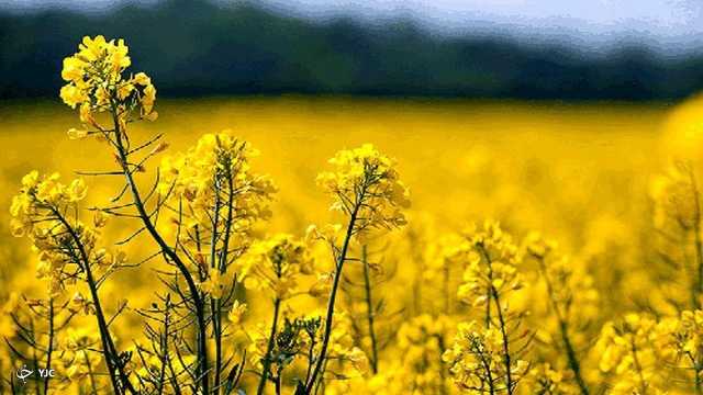 تولید 875 تن دانه روغنی کلزا در میاندوآب