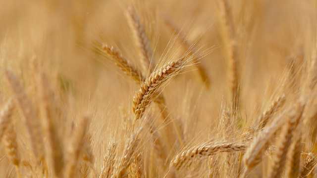 افزایش 75 درصدی خرید تضمینی گندم در آذربایجان شرقی