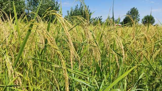 رغبت برنجکاری را به گیلان برگردانید