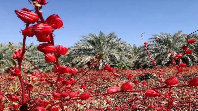 پیش بینی برداشت 6 تن چای ترش در خرمشهر