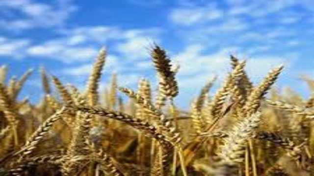 پرداخت 72 درصد از مطالبات گندمکاران کرمانشاه