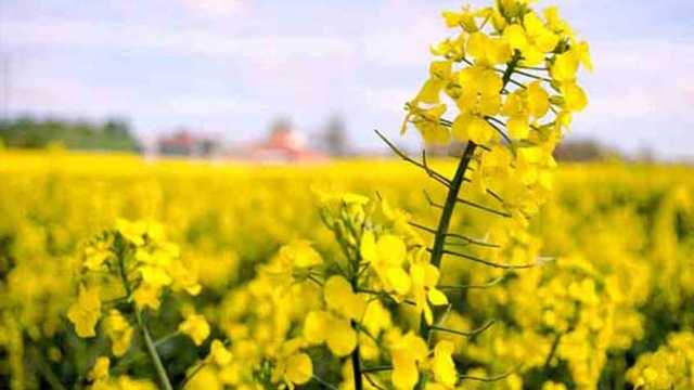 کشت 800 هکتار دانه روغنی در خرمشهر