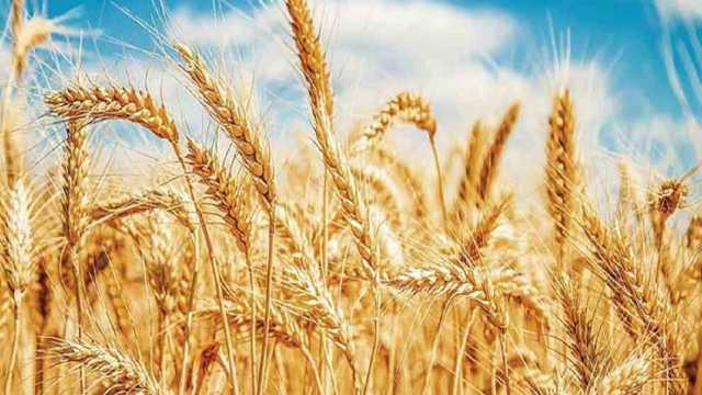 60 درصد وجوه خرید تضمینی گندم در آذربایجان شرقی پرداخت شد