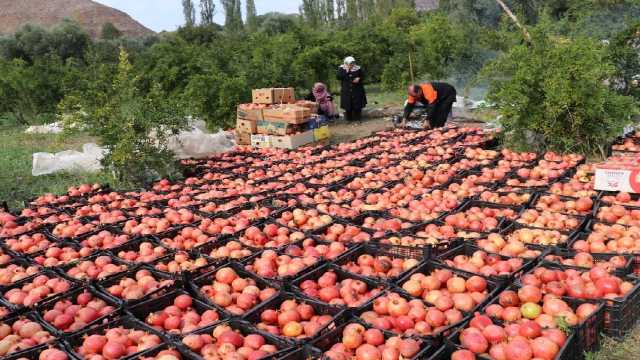 جشنواره شکرانه برداشت انار در روستای انبوه رودبار برگزار شد