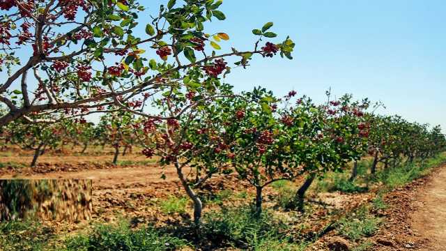 قم دارای 14 هزار هکتار باغ پسته است