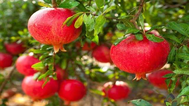 24 هزار تن انار در سیستان و بلوچستان برداشت شد
