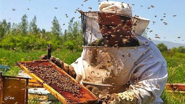 افزایش 10 درصدی برداشت عسل در مهاباد