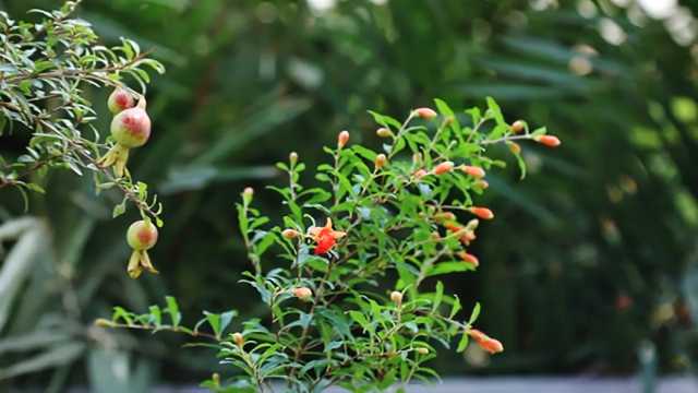 نحوه نگهداری از درختچه انار زینتی + فیلم