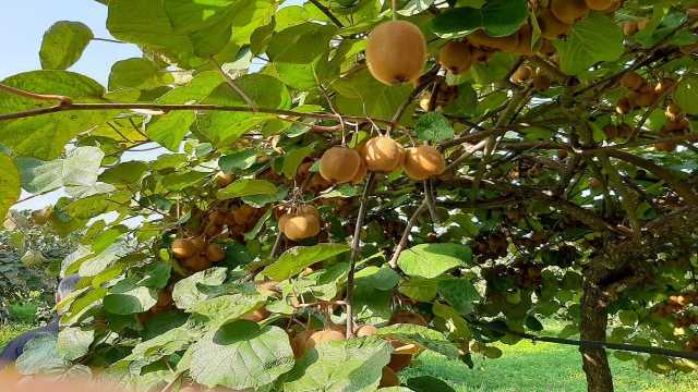 75 درصد کیوی گیلان صادر می‌شود