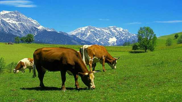 فیلمی از چرای گاو‌ها در طبیعت پاییزی روستای تازه کند