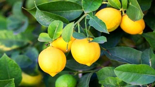 کاهش 15 درصدی حوادث ناشی از کار در استان کرمانشاه