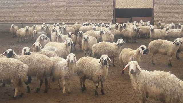 توقیف کامیون با 134 راس دام قاچاق در عنبرآباد