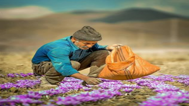 افزایش 10 درصدی کشت زعفران در تفت