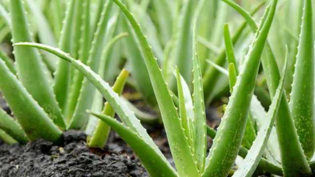 گیاه آلوئه ورا در مزارع آبادان جای گرفت