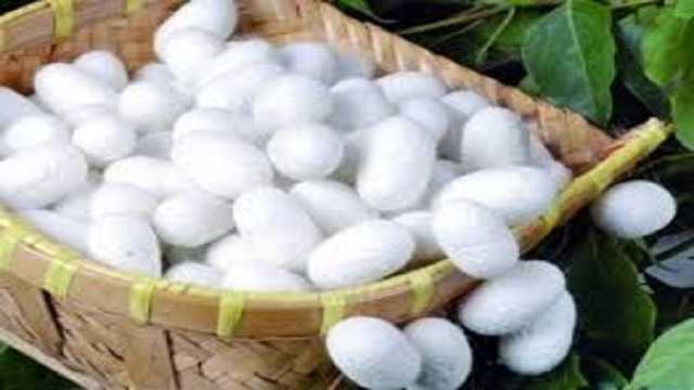 پیش‌بینی تولید بیش از 5 تن پیله‌ی تر در نیشابور