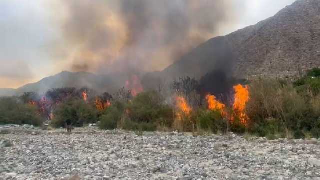 باغات مرکبات میجان در آتش سوخت