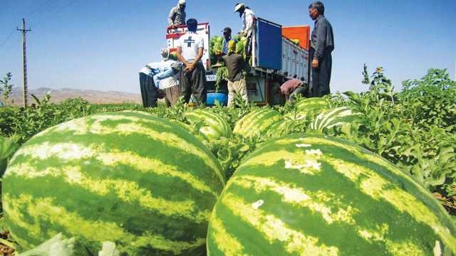 آغاز برداشت هندوانه نوبرانه در رودبار جنوب