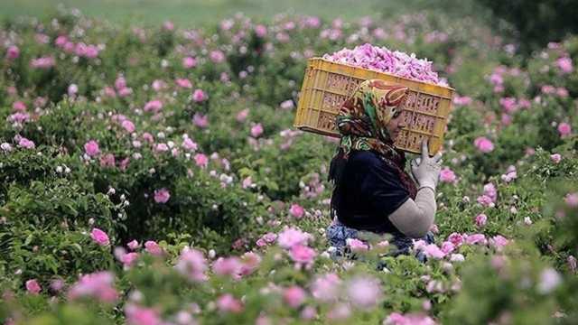 آغاز برداشت گل محمدی از گلستان‌های آذربایجان‌غربی