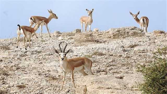 فعالیت 80 محیط بان در مناطق حفاظت شده آذربایجان شرقی