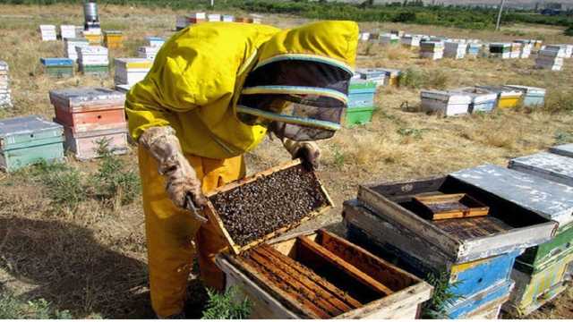 آغاز کوچ زنبورداران گیلانی به مناطق ییلاقی