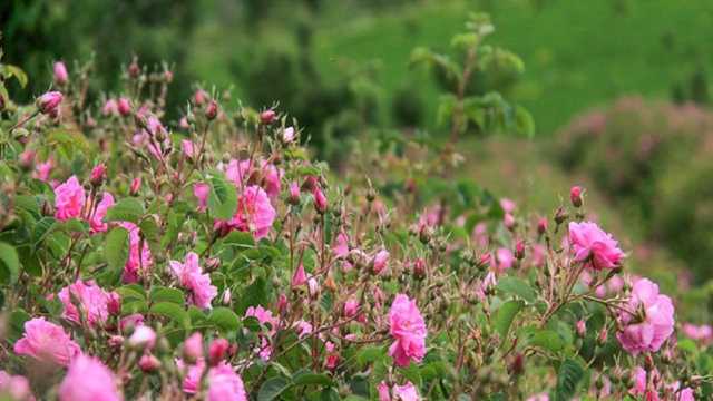 برداشت گل محمدی در سخوید