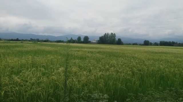 خودنمایی خوشه‌های برنج در شالیزار‌های روستای خمیران + فیلم