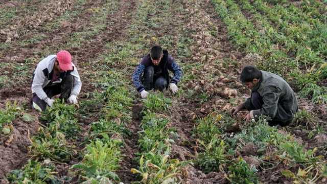 بیش از 700 هزار هکتار از اراضی خوزستان زیر کشت گندم می‌رود